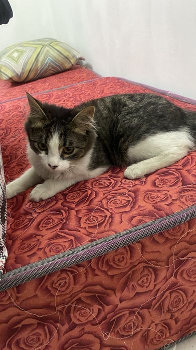 Кошка мальчик 7 месяцев