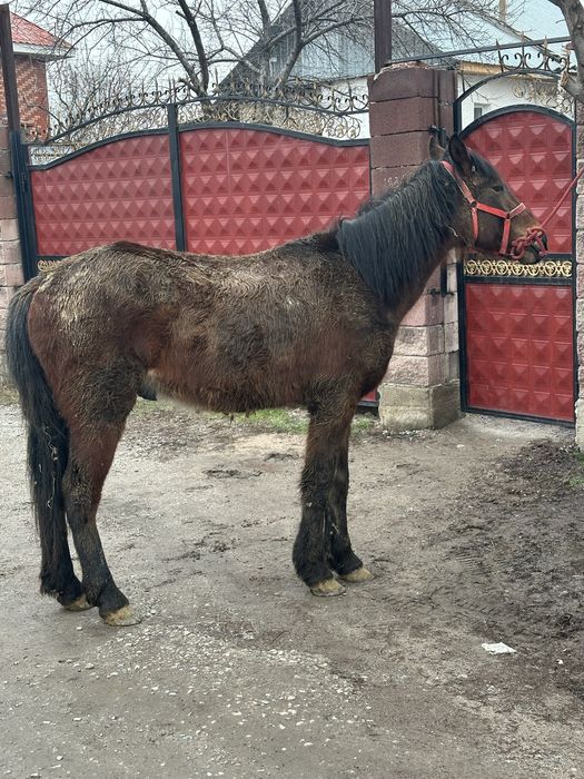 Кунан құнан жжеребчик лошадь донен дөнен