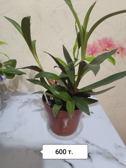 Продаю цветы комнатные