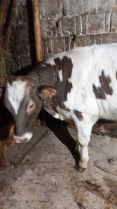 VITICA 10 luni metis