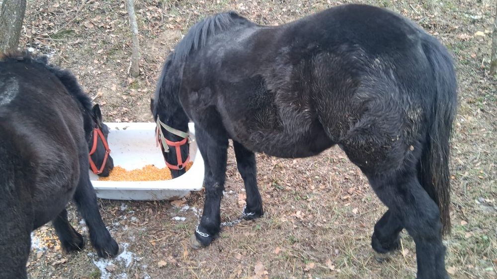 Vand doi manzii cu acte in regula