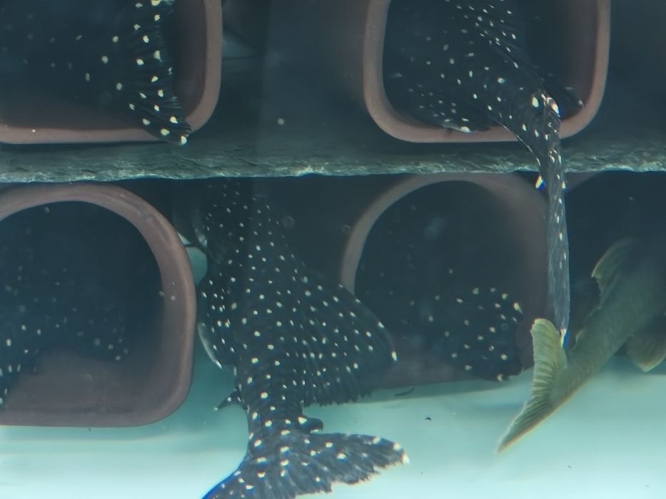 Налични полово зрели риби