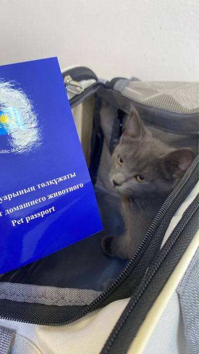 Ищем дом для милой кошечки!