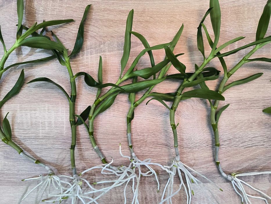 Орхидея Дендробиум (Dendrobium nobile)