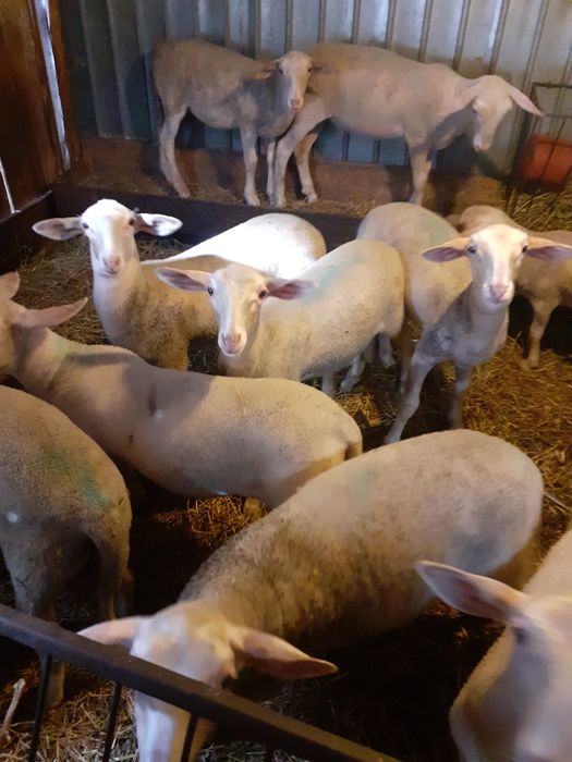 Mieluțe si berbecuți lacaune