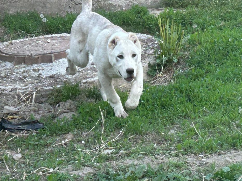 Кобели САО Алабай