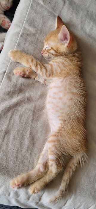 Котята домашние. Үыдың бала мысықтары.