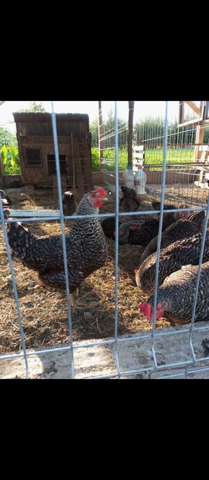 Pui de gaina diferite rase