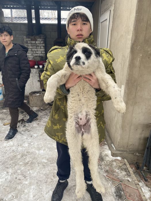 Алабай щенок сучка