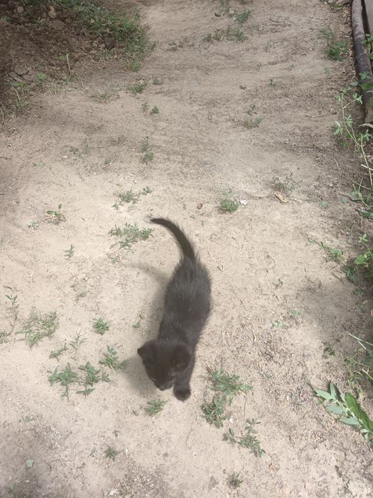 Бесплатно в добрые руки