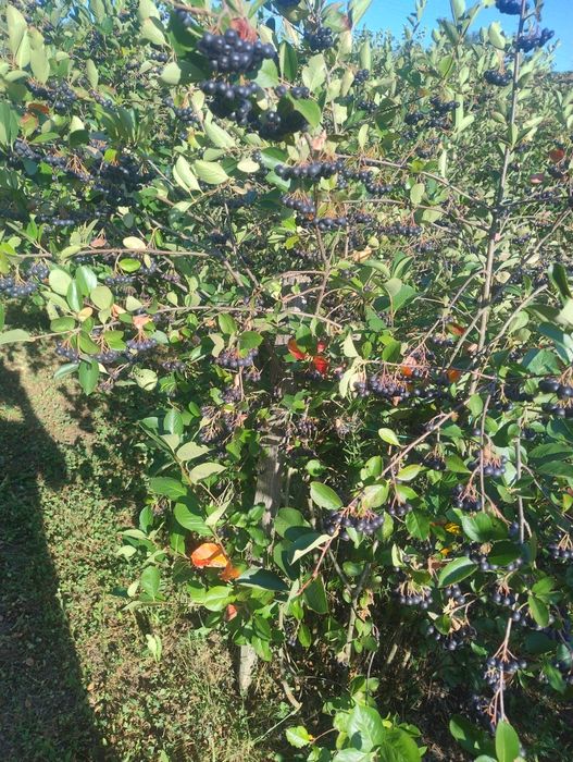 Vînd fructe aronia Bio 9 lei kg negociabil