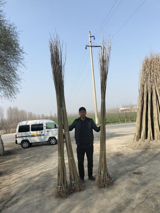 Terak kuchat sifatli arzon narhlarda