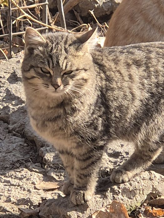 Котёнок мальчик .