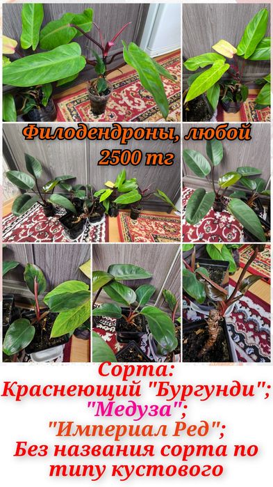 Филодендроны, эпипремнум, кринум