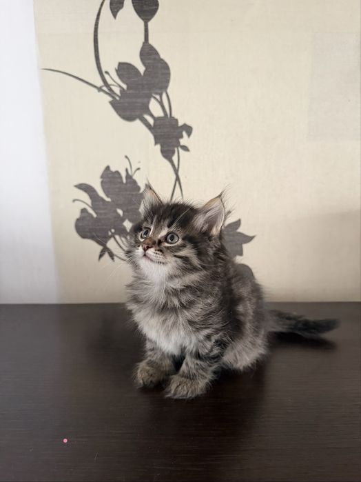 Продам породистых котят