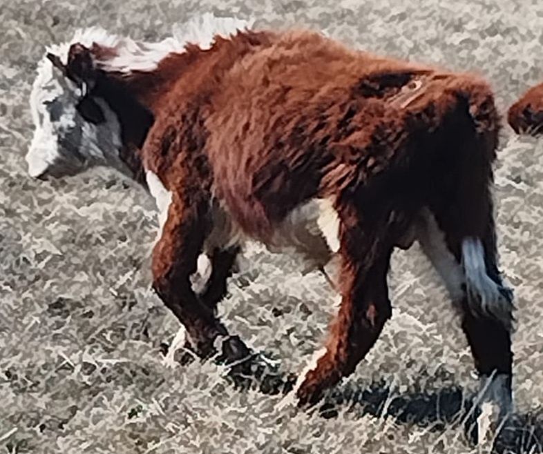 Бұқа сатылады  .