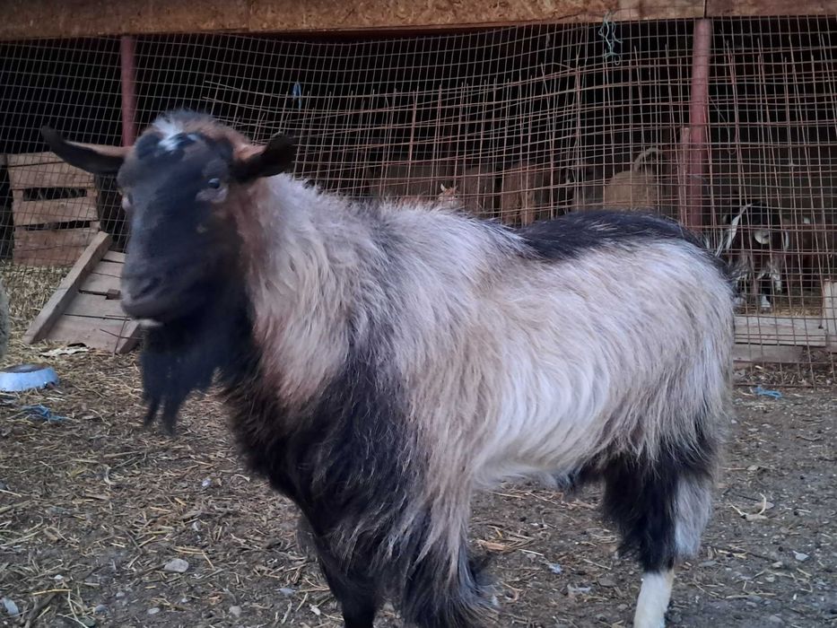 Tap metis de vanzare in varsta de 2 ani  + 3 ieduti de rasa saanen din capra foarte buna de lapte