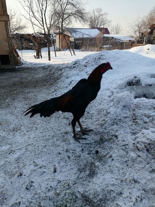 Продам петуха дакан
