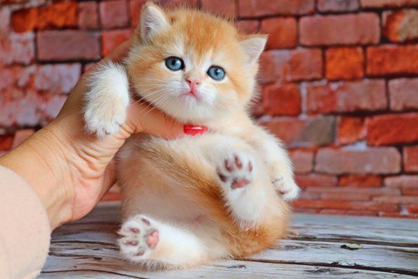 Шикарные шотландские котята