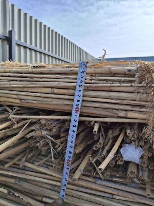 Қамыс (камыш) строительныф