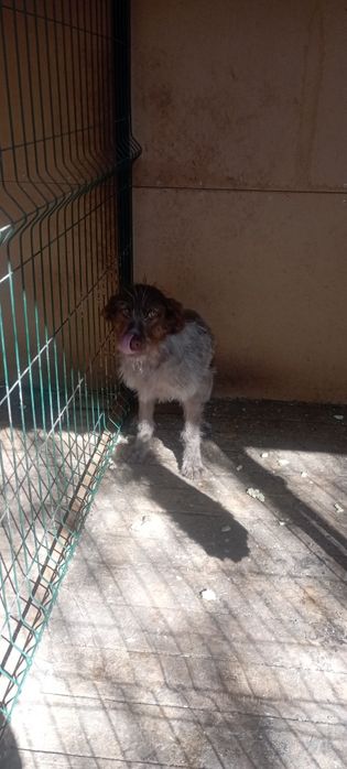 Продам шенка Дратхара