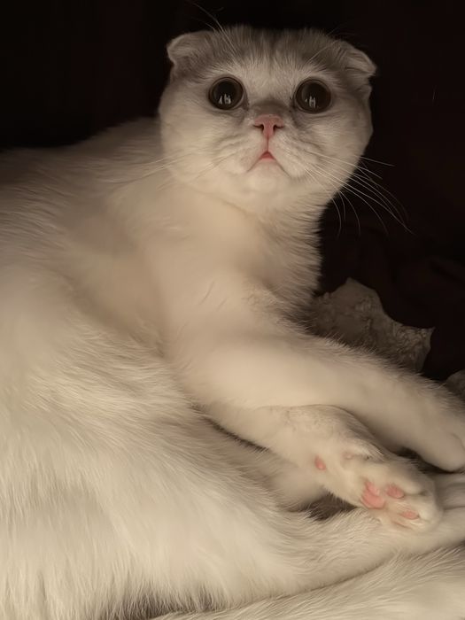 Скотиш фолд кот не кастрировон