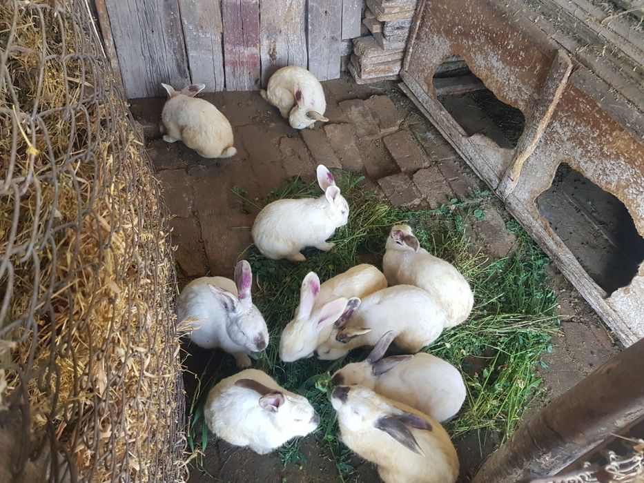 Кролики на продажу