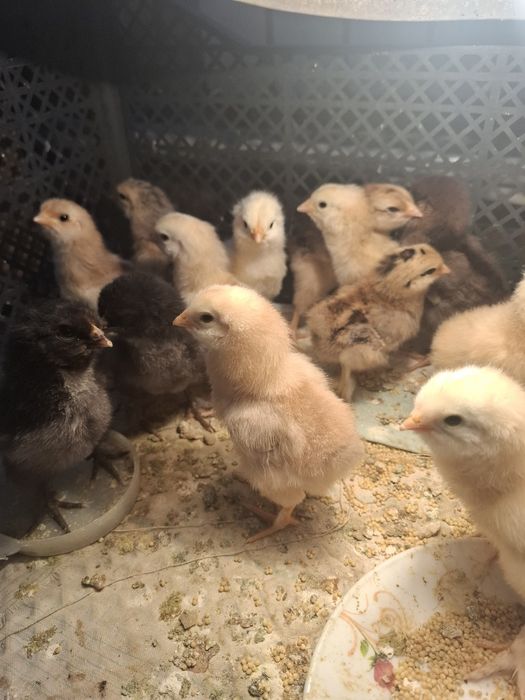 Продам цыплят домашних