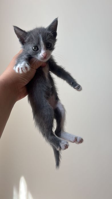 Котята в добрые руки!