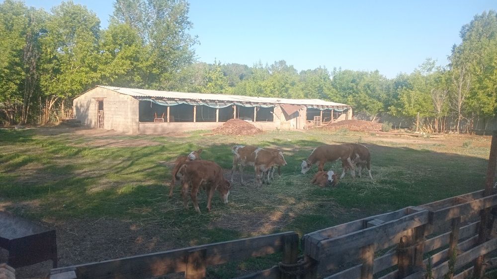 Продам дом Продам дом донское