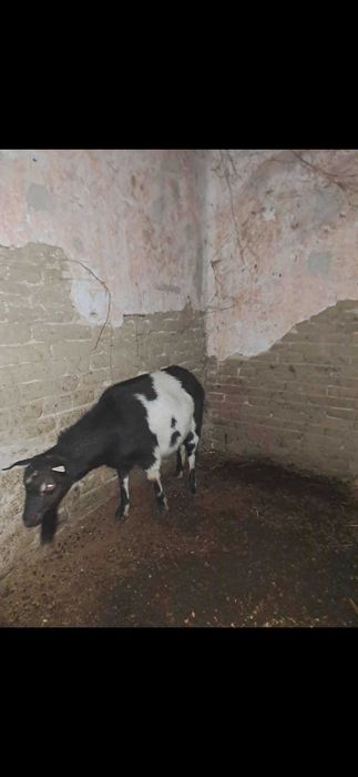 CAPRĂ tânără capră