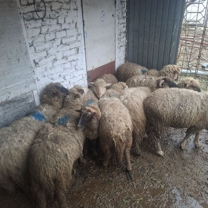 Vând 9 cârlani preț 17 lei kg