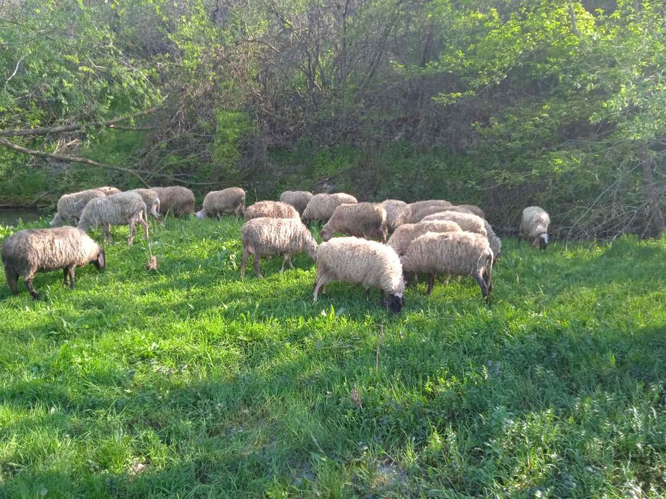 Продавам млади дойтни овце