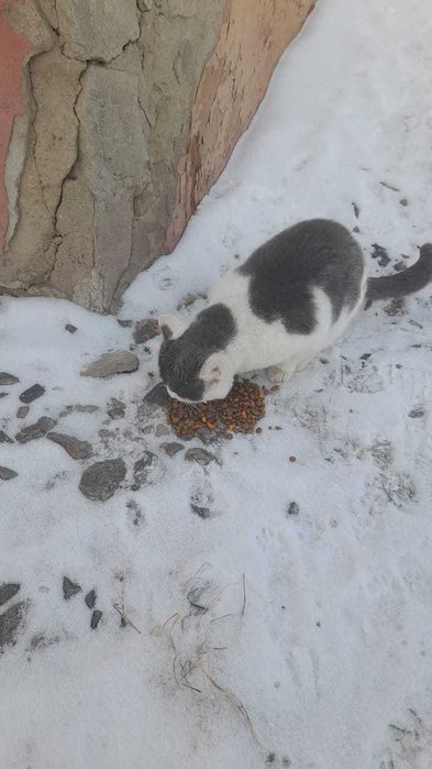 Коту нужен дом! Срочно!