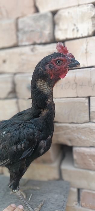 Шалпан макиенлар сотилади