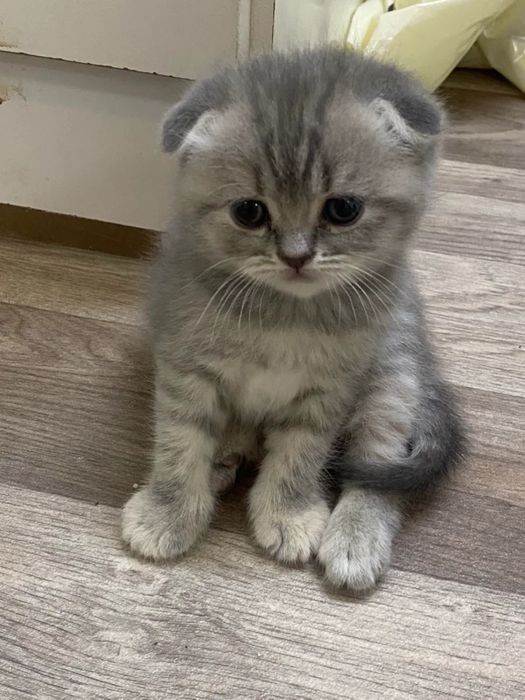 Передержка кошек