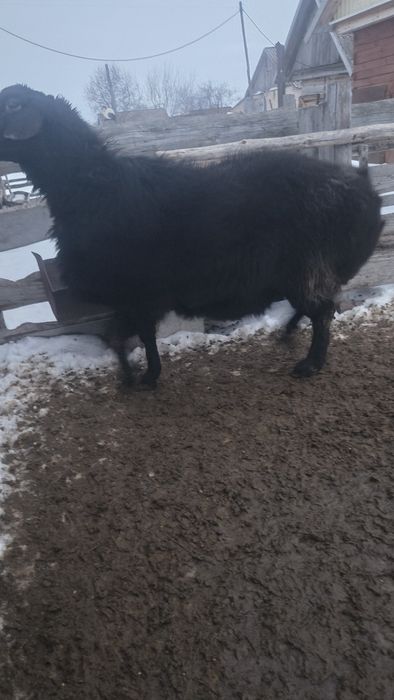 Гиссарский кошкар на племя