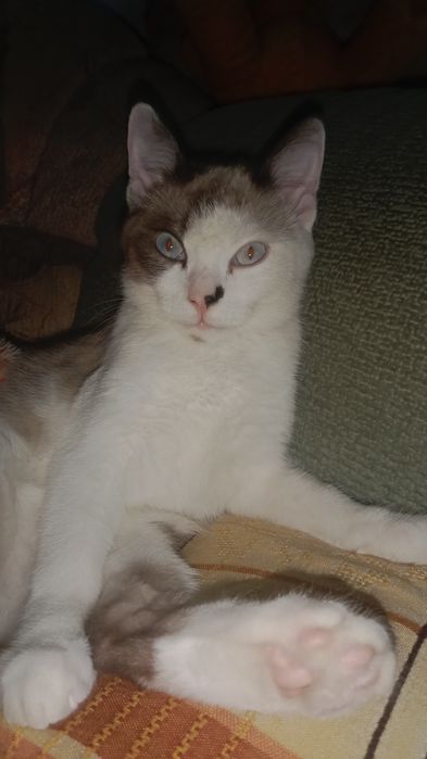 Срочно отдадим котика