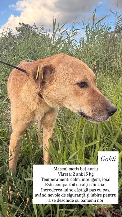 Câini spre adopție