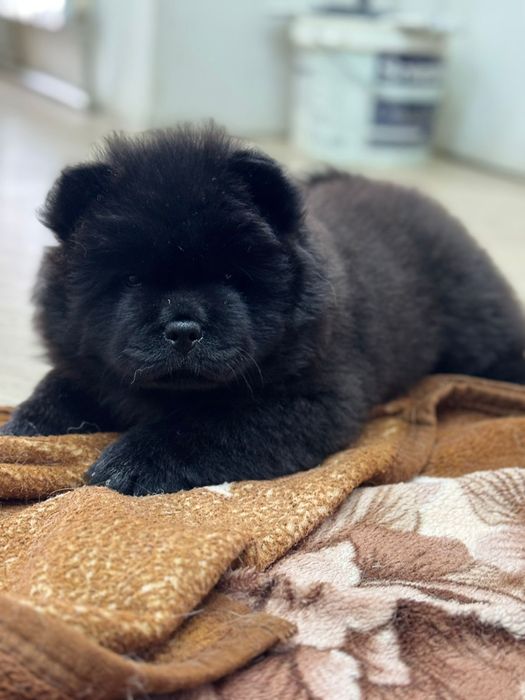 Милые мишки ЧАУ-ЧАУ