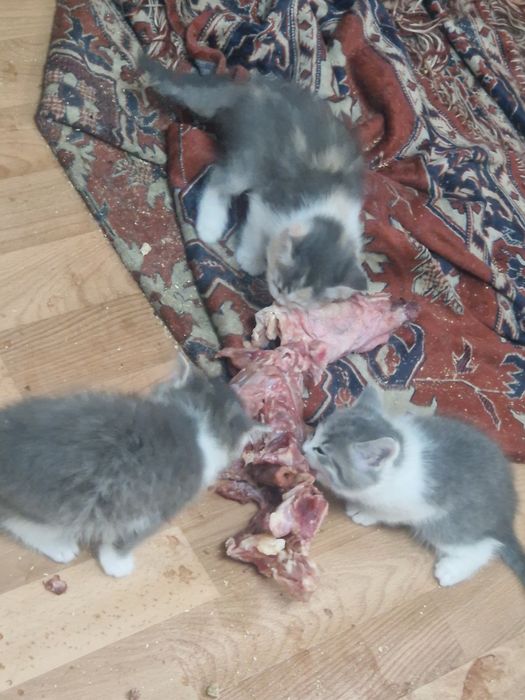 Котята в добрые руки