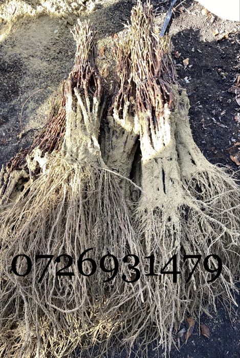 Butasi altoiti anu 2 de calitate