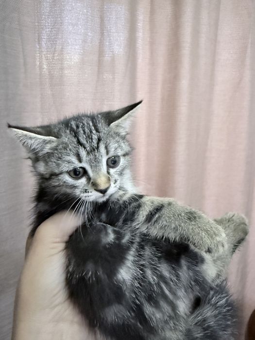 Отдам котят в хорошие руки