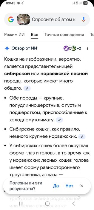 Продам двух котов.