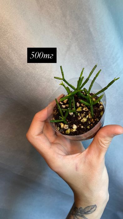 Комнатные растения