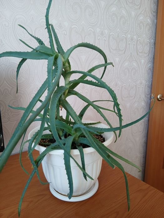 Древовидное лечебное алоэ