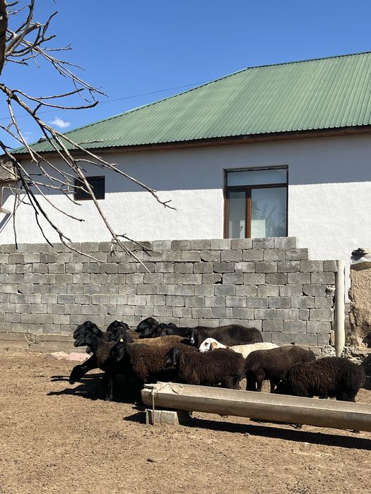 Қойлар сатылады , бағасын төмендегі нөмерге хабарласып , келісеміз