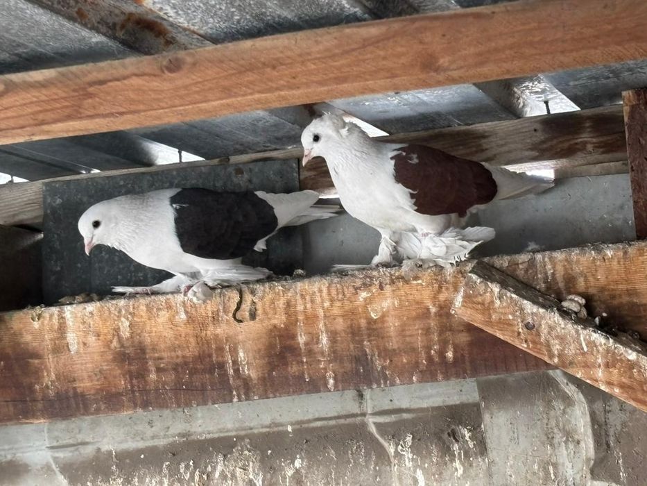 Голуби разных мастей