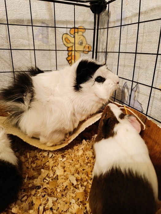 Морские свинки продам