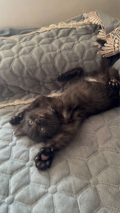 Котенок в добрые руки